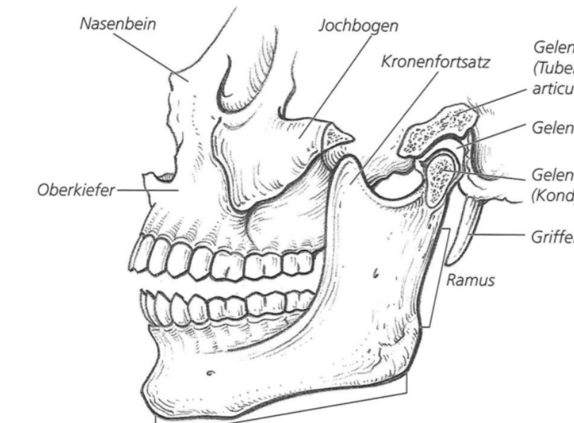 Kieferspannung & Stimme: Wie dein Kiefer deinen Klang&nbsp;verändert